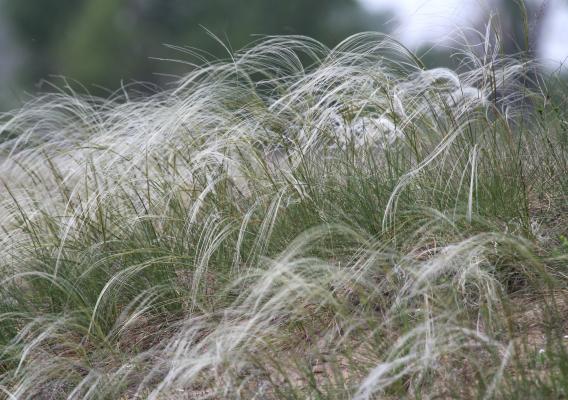 homoki árvalányhaj (Fotó: Kovács Attila)